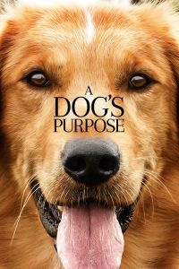 A Dog’s Purpose (2017), film online subtitrat in Romana