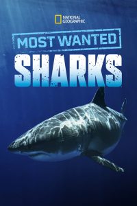 Most Wanted Sharks (2020), film online subtitrat în Română