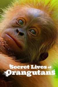 Secret Lives of Orangutans (2024), film online